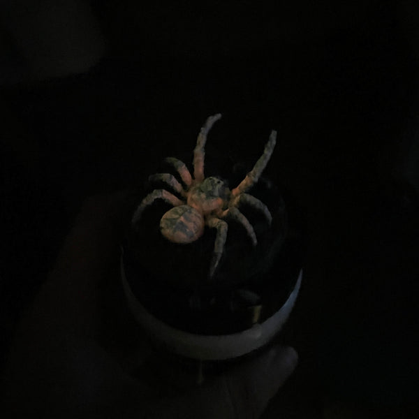 Phase Spider - Glow in the Dark
