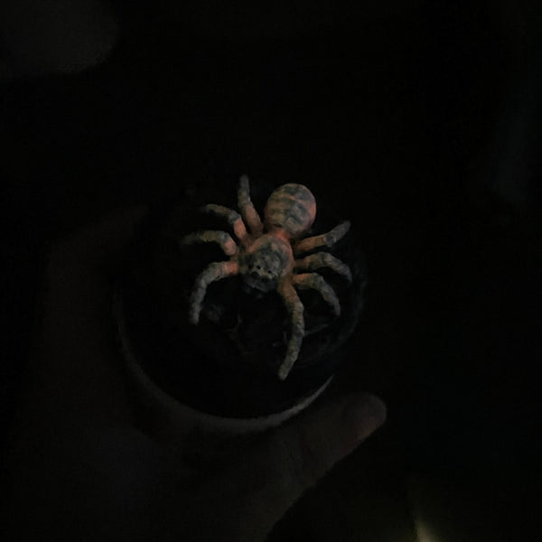 Phase Spider - Glow in the Dark